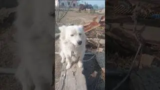 Smart Dog Compilation | Intelligent Dogs in Action 🧠🐶