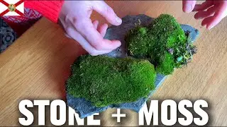 Stone and moss (mini ecosystem)   #moss #terrarium #diy #ecosystem #nature #relaxing