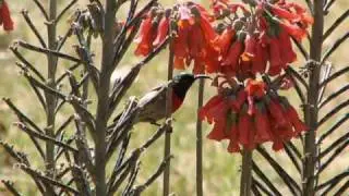 Birds of Zimbabwe