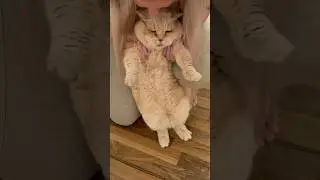 Лева встречает хозяйку #cat #веселыекоты #британец