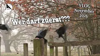 Tischordnung / Nature, Crows & Wildlife Vlog November 2025