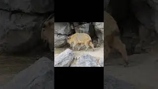 Majest&auml;tischer Goldtakin: Ein Spaziergang durch sein Gehege/A Rare Sight: The Golden Takin in Motion