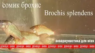 сомик брохис, Brochis splendens, как содержать, разводить, ухаживать