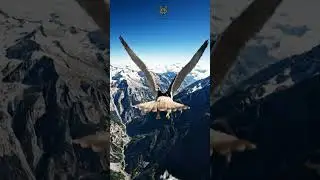 POV You Are The Fastest Bird Alive 🦅 #shorts #nature #wildlife #peregrinefalcon #animals