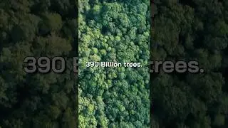 How the Amazon Rainforest Helps Prevent Climate Change