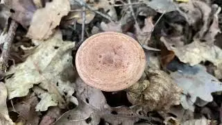 Lactarius quietus, October 10, 2022