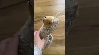 Почему лабрадоры постоянно отрывают конечности от мягких игрушек?? #собачьишорты #смешныесобаки