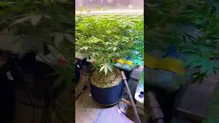 Foliar spray build a bloom 1 teaspoon per gal. 🔥