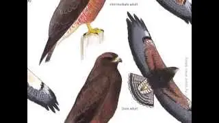 Sibley&rsquo;s Raptors of North America