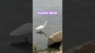 Great Egret Hunting for Food #Shorts #GreatEgret #Egret