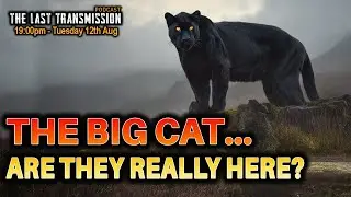 Big Cats in the UK &ndash; Myth, Hoax, or Hunting in the Shadows?