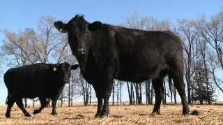 Calving Preparations - Richard Randle - February 21, 2014