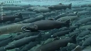 Coho Salmon | Sol Duc River