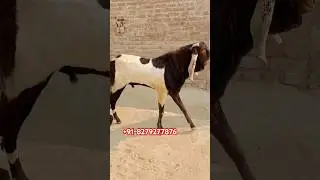 Lal Dabba Beetal Bakra #goatfarmrajasthan