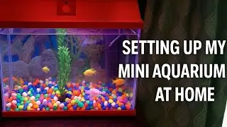 My Mini Aquarium Setup | Simple & Beautiful Aquarium Idea 🐠 #AquariumSetup  #DIYDecor