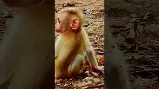 Lovely baby monkey #animals #babyanimal #babymonkey #cute #monkey #shortsvideo