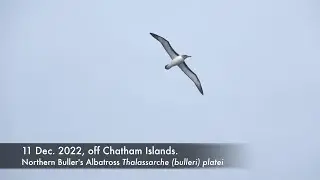 Northern Buller's Albatross, 11 Dec. 2022, off Chatham Islands.