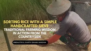 Sorting Rice with a Handcrafted Sieve &ndash; Traditional Farming Wisdom from the Countryside