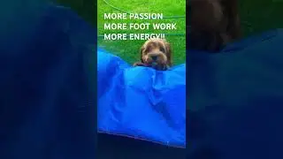 MORE PASSION,FOOTWORK,MORE ENERGY!! #cavoodlepuppy #cutepet #puppy #puppyface #perfectpaige