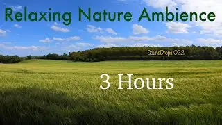 3-Hour Nature Bliss: Endless Grass Field Ambience