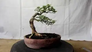 Bonsai Zanthoxyllum Piperitum 19.170