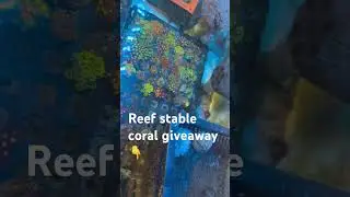 Reef stable coral giveaway in linked video