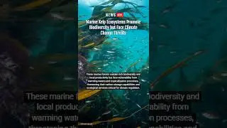 Scientists Discover Portugal&rsquo;s Kelp Forests Store Large Carbon Amounts