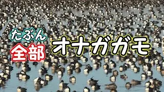 たぶん全部オナガガモ　A large flock of Northern Pintails on the water【 Nussie Village / ぬっしー村 】