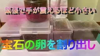 パプアキンイロクワガタ割り出し前編！卵が小さすぎて終始緊張で手が震える！いつも以上の緊張感！