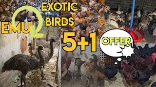 aseel chicks  ka mega offer on I R desi farm hyderabad #aseelmurga #aseelchicksgrowth