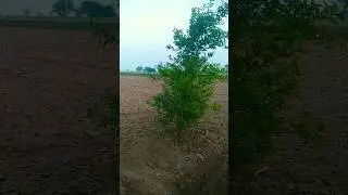 Farmer field #farming #field #tree #plant #lemon