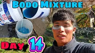 Day 14 Of 60 Days Challenge| BODO Mixture Spray Video 