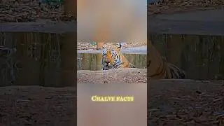scarface tiger 😈 wagdoh 🐯