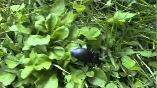 Carabus problematicus