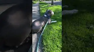 Electric Dog Taxi #Shorts