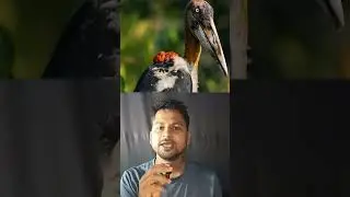 Purnima Devi Barman &ndash; Assam&rsquo;s Hargila Hero 🕊️ | Real Conservation Story