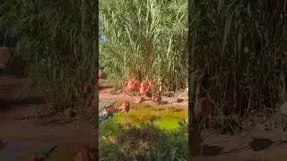 September 24, 2025, watching Caribbean flamingos #birdsoftheworld #birdslovers #birdspecies #abqzoo