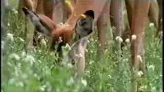Dire Wolf Diet