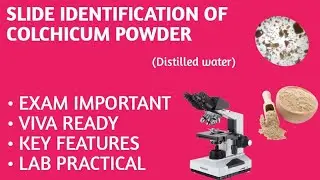 Preparation of Colchicum Powder Slide Using Distilled Water | Pharmacognosy Practical