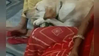 Jenny video 📸 #labchannel #viral #labrador #cute #dog #india 