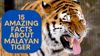 15 Amazing Facts About Malayan Tiger | Wild Animals | Animal Facts | Amazing Animals