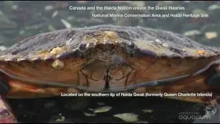 Gwaii Haanas National Marine Conservation Area