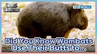 Interesting Facts About Wombats!😲 [Animals Are Incredible : EP.15-3] | KBS WORLD TV 250409