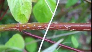 Educational videos on nature (Dogwood Stems- May 2017)
