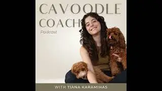 #62 Two Socialisation Methods For Cavoodles - Which Will You Pick?