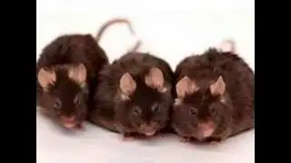 Voltaire on Intelligent Design - Mice & God