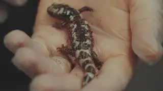 Meet our Marbled Salamander | Discovery Place Nature