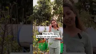 How to fix fungus in plants?? #terracegarden #gardening #organic