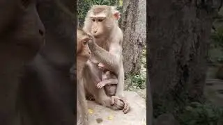 Great mommy monkey Katrina grooming for big and feeding to tiny baby #babyanimal #cute #babymonkey
