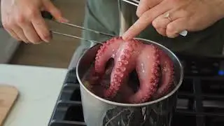 Amazing Octopus in the Wild 🐾 | Wildlife Video